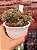 Aeonium sunburst cristata (09) - Imagem 2