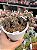 Aeonium sunburst cristata (04) - Imagem 1