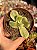 Cotyledon tomentosa variegata (patinha de urso) - Imagem 1