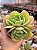 Echeveria mandala cítrus duas cabeças - Imagem 1