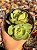 Echeveria mandala cítrus duas cabeças - Imagem 1