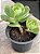 Echeveria mandala cítrus (2) - Imagem 2