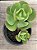 Echeveria mandala cítrus (2) - Imagem 3