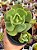 Echeveria mandala cítrus (2) - Imagem 1
