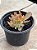 Echeveria fire song cristata - Imagem 2