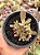 Echeveria fire song cristata - Imagem 1