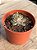 Echeveria sigrid variegata(sem raiz) - Imagem 2