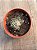 Echeveria sigrid variegata(sem raiz) - Imagem 3