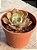 Echeveria brown rose - Imagem 2