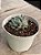 Echeveria rundelli - Imagem 2