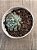 Echeveria rundelli - Imagem 3