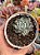 Echeveria rundelli - Imagem 1