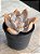 Echeveria híbrida 05 - Imagem 2