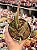 Senecio stapeliiformis (cacto melancia) - Imagem 1