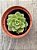 Echeveria gilva - Imagem 3