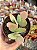 Kalanchoe grandifolia - Imagem 1