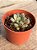 Graptoveria amethorum variegata (sem raiz) 02 - Imagem 3