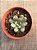 Graptoveria amethorum variegata (sem raiz) 02 - Imagem 4