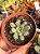 Graptoveria amethorum variegata (sem raiz) 02 - Imagem 1