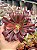 Aeonium sunrise variegata - Imagem 1