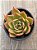 Echeveria evelyn - Imagem 3