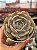 Echeveria pink flamingo - Imagem 1