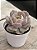 Echeveria pink flamingo - Imagem 2