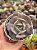 Echeveria pink flamingo - Imagem 1