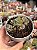 Kalanchoe rotundifolia - Imagem 1
