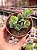 Kalanchoe rotundifolia - Imagem 1