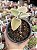Kalanchoe beharensis - Imagem 1