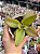 Kalanchoe suarenzis - Imagem 1