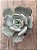 Echeveria moondust - Imagem 3