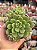 Echeveria ‘caramelo’ (NOVIDADE) - Imagem 1