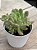 Echeveria ‘caramelo’ (NOVIDADE) - Imagem 2