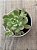 Echeveria ‘caramelo’ (NOVIDADE) - Imagem 3