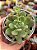Echeveria ‘caramelo’ (NOVIDADE) - Imagem 1