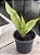 Sansevieria moonshine - Imagem 2
