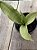 Sansevieria moonshine - Imagem 3