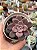 Echeveria purple pink - Imagem 1