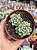 Echeveria little peach blossom - Imagem 1
