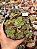 Aeonium híbrido colônia - Imagem 1