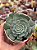 Echeveria el encino - Imagem 1