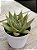 Echeveria blood spear - Imagem 3