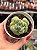 Graptoveria lovely rose ‘Bumps’ - Imagem 1