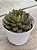Echeveria green flame - Imagem 2