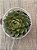 Echeveria green flame - Imagem 3