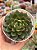 Echeveria green flame - Imagem 1