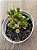 Crassula Ovata gollum variegata - Imagem 3