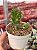 Crassula ovata gollum variegata - Imagem 1